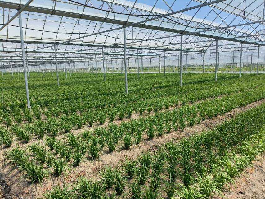 夏日蔬語與振興痕