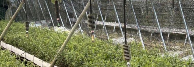 智啟未來：石斛產業暑期智能化調研揭秘，綠色科技引領新風尚