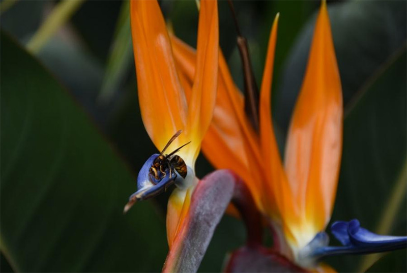 沉浸翠湖湖畔，欣賞花鳥共舞——蘇州大學樂予樂行實踐團成功開展翠湖生物