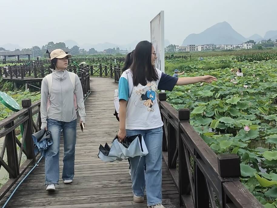 西部陸海新通道“藕”遇“桂字號”：廣西師范大學調研團隊探訪百朋鎮蓮藕產業