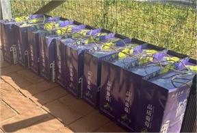 葡萄滿園，集體心牽——北京交通大學實踐團調研丹鳳特色產(chǎn)業(yè)