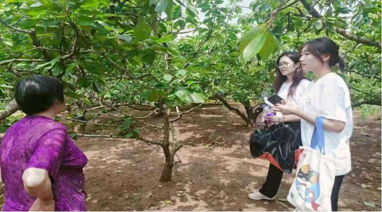 果業飄香匯文旅，鄉村振興展新篇