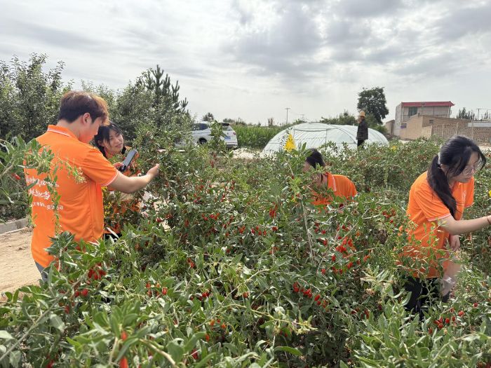 蘭州理工大學“紅耀興農先鋒隊”暑期實踐團隊赴靖遠縣開展特色農業調研