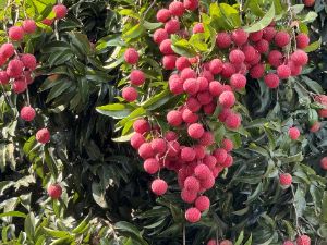 廣財大惠陽藝耕實踐團：以藝術為筆 繪就特色文化振興畫卷