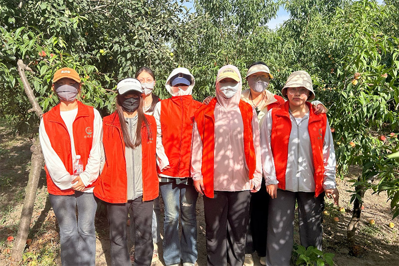 青春助力，桃香滿園：新鄉(xiāng)醫(yī)學(xué)院三全學(xué)院實(shí)踐團(tuán)隊(duì)在橋北鄉(xiāng)姚村的助農(nóng)之旅