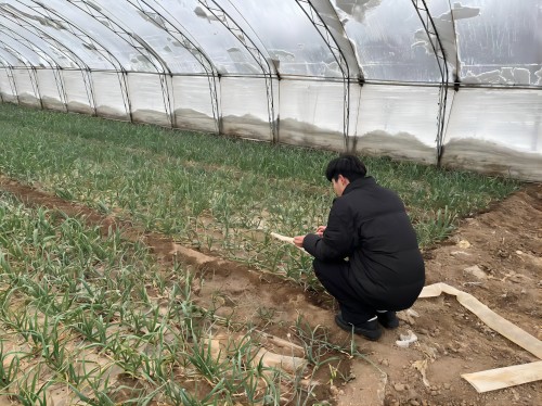 建設(shè)特色雙品牌，打好致富金蒜盤