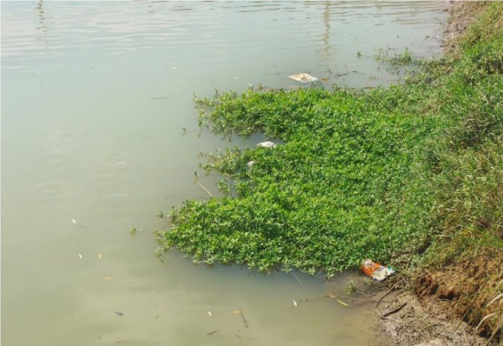 清漣行濯淖故事，幸虞衡力挽狂瀾 ——山東大學(xué)生命科學(xué)學(xué)院“虞衡”關(guān)于生