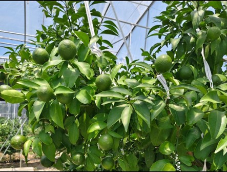 青春賦能，農域探新——南京師范大學泰州學院“紅心研墨”暑期社會實踐紀實（14）