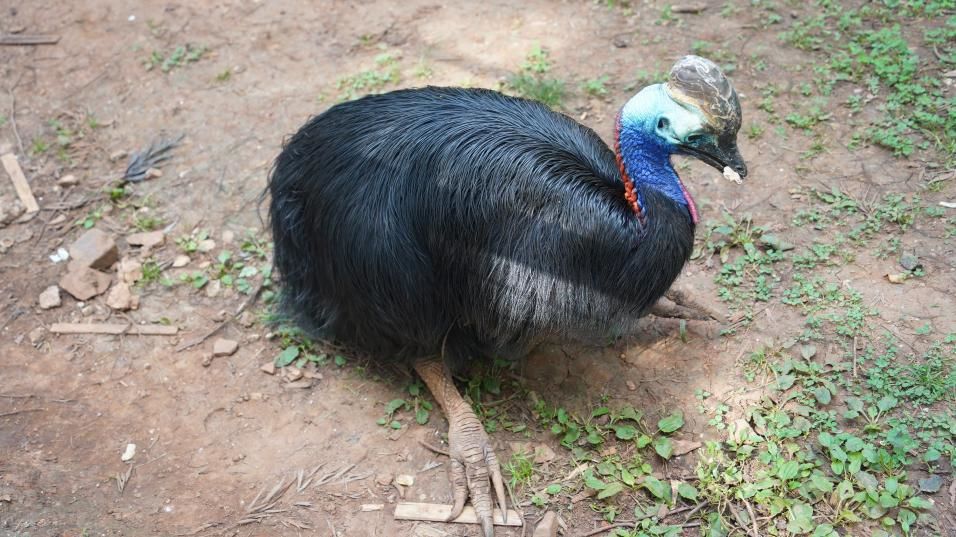 游昆明動物園，感物種多樣性