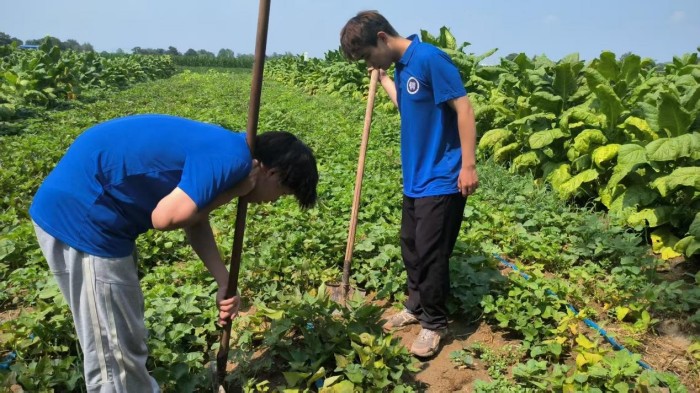 脫毒薯苗 + 煙薯間作，河南科大農學院用技術為鄉(xiāng)村振興添力