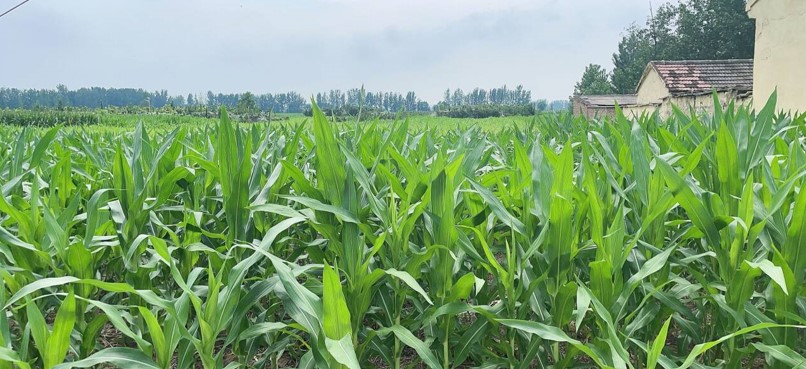 淮北師范大學“AI賦能鄉(xiāng)村振興，點亮鄉(xiāng)村科技夢”團隊赴濉溪縣臨渙鎮(zhèn)鄉(xiāng)村農(nóng)業(yè)調(diào)研