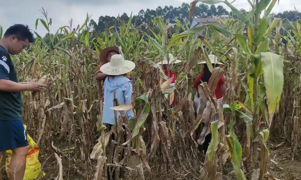 安徽學子下三鄉：講好鄉村振興故事，助力文化經濟發展