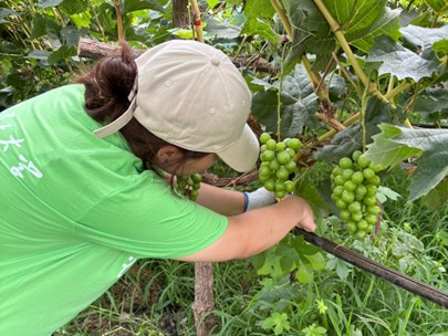 青春在田野綻放——記“農工先鋒”實踐團葡萄藤修剪志愿活動