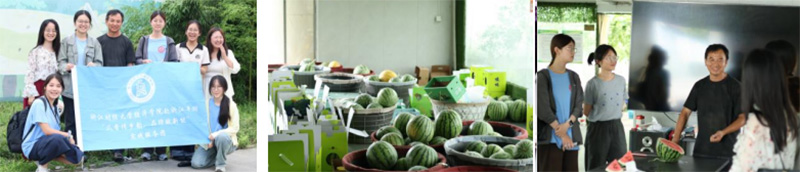 究西瓜品種奧秘，“衛” 曹橋西瓜特色—— 記與西瓜種植專家朱衛先生的訪談