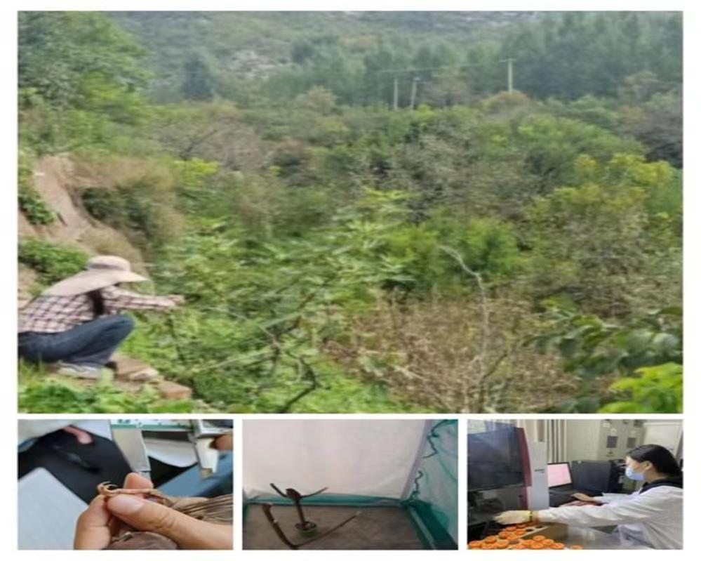 河南師范大學(xué)生命科學(xué)學(xué)院“挑戰(zhàn)杯”項(xiàng)目之重金屬污染環(huán)境中樹麻雀行為