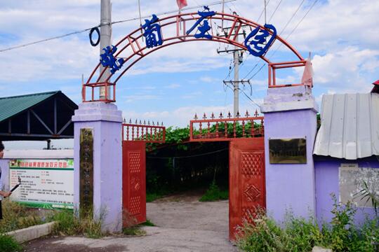 紫葡飄香醉田園，綠枝搖曳展希望