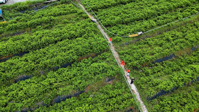 特色產業賦能鄉村振興：解碼本土致富路徑