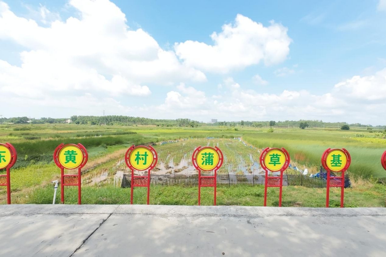 湛科學子“三下鄉”：蒲草筑夢，鄉約東黃