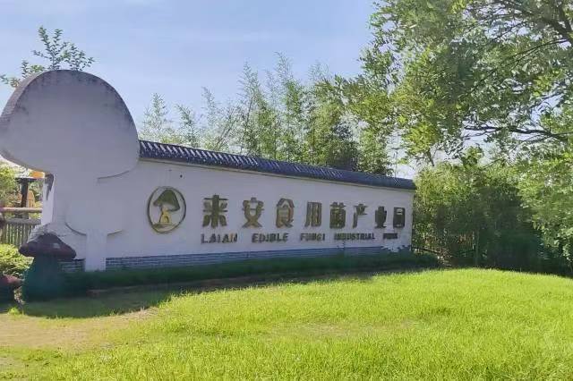 南財學子探索徐莊特色菌菇產業升級密碼