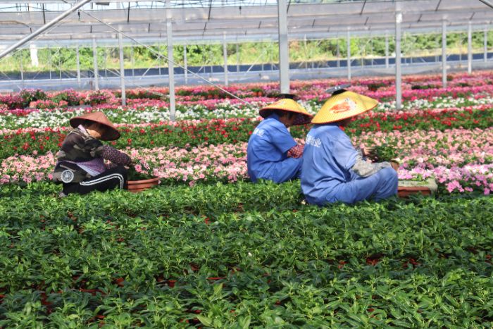 青春解碼鄉村振興：嘉興大學鵲禾項目團隊探秘鴉鵲村農文旅融合新實踐