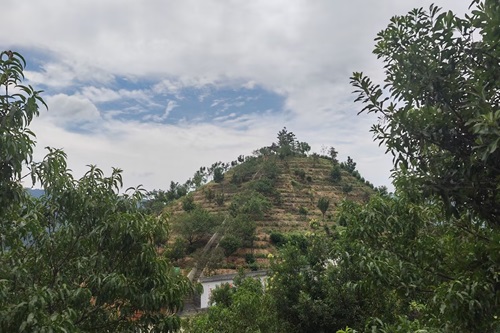 湘大學子茶庵鋪鎮(zhèn)茶產(chǎn)業(yè)的深度調(diào)研——品優(yōu)茶與大眾茶的風味探索