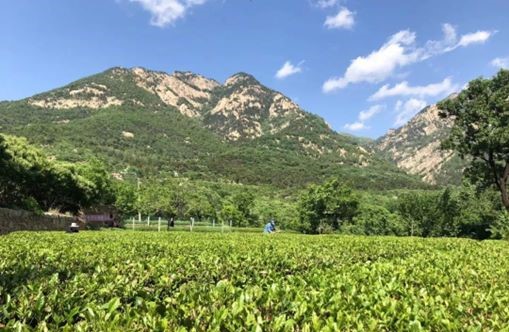 茶店探訪：品味泰山女兒茶的獨特韻味