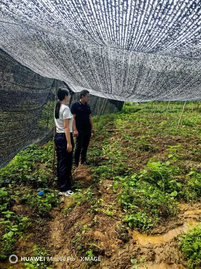 尋訪黃市鎮(zhèn)合作社里的鄉(xiāng)村振興密碼