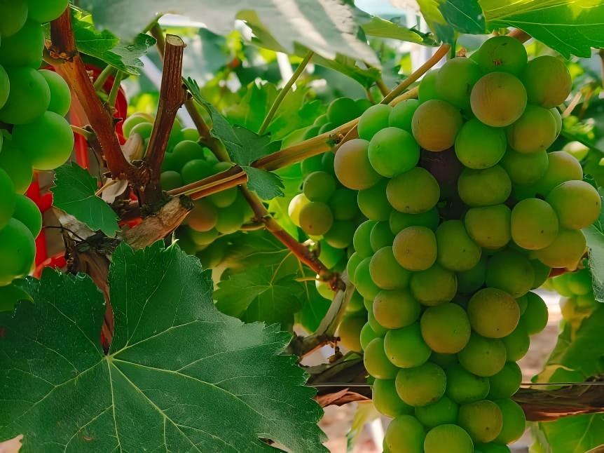 田間地頭問“智”計，調研團赴同大取經