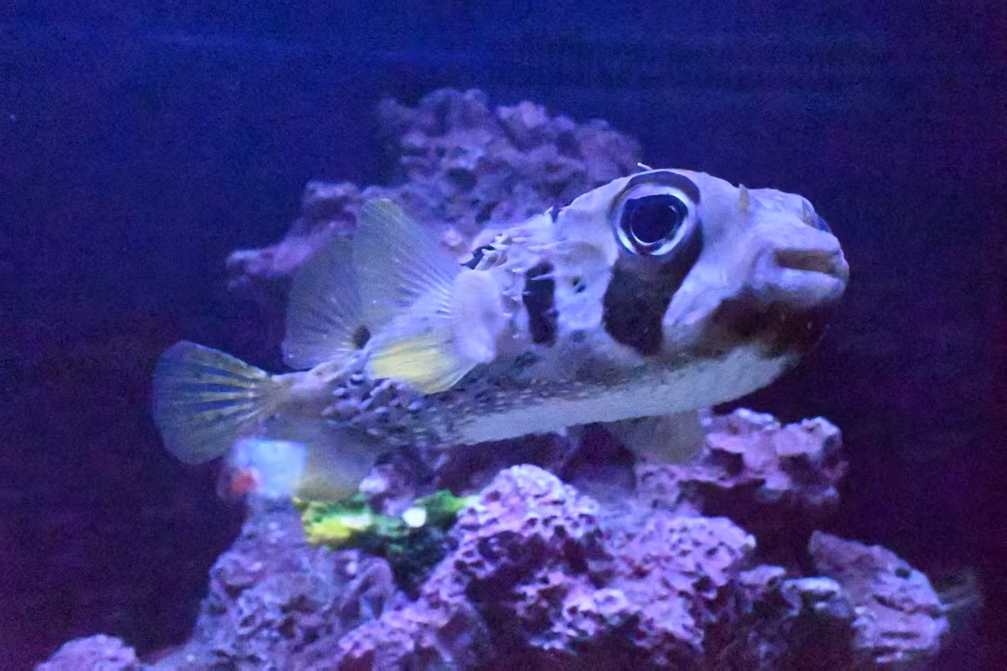 清涼一夏，暢游蕪湖大白鯨海洋公園