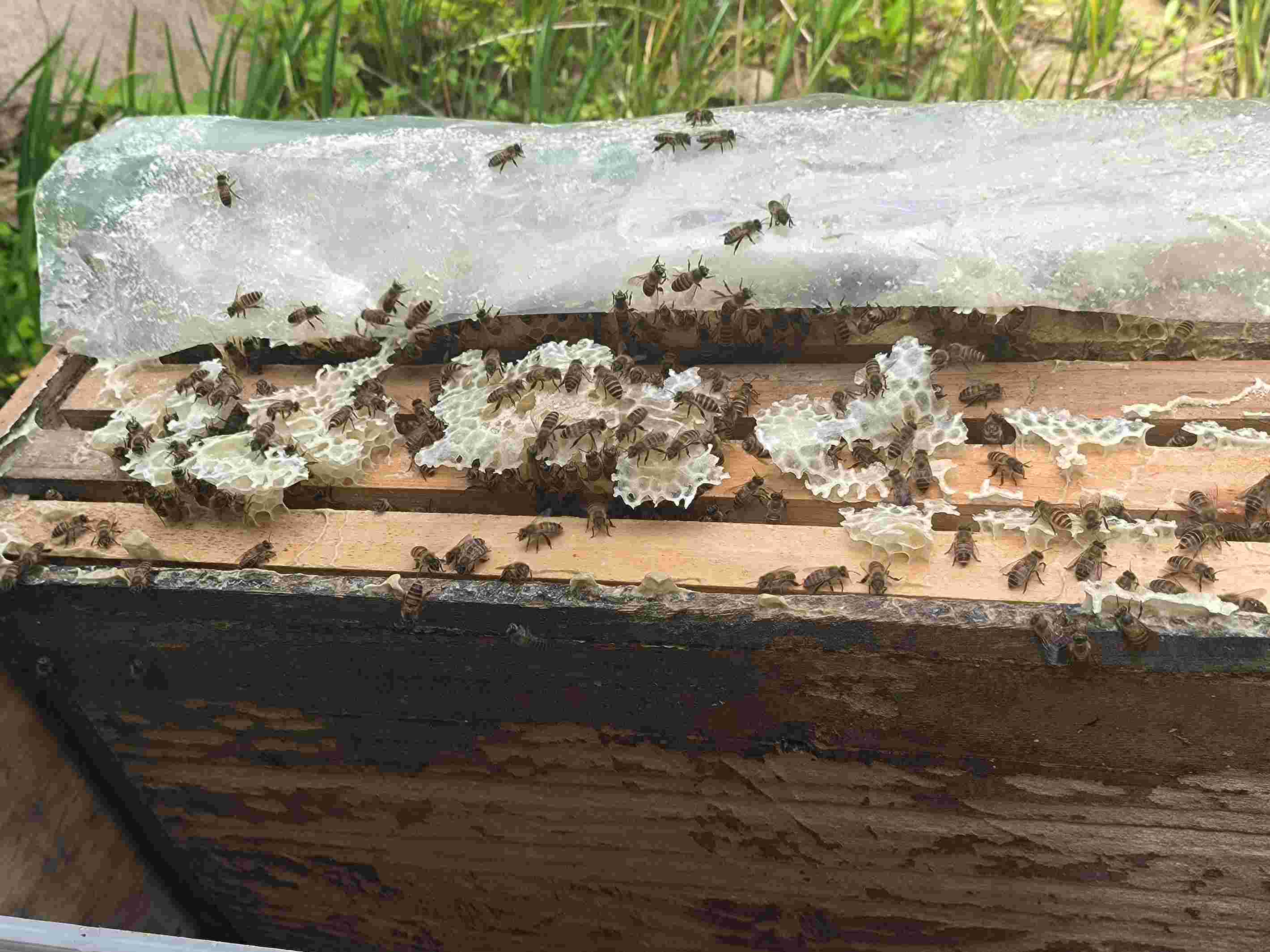 智能蜂箱內(nèi)蜜蜂分布情況