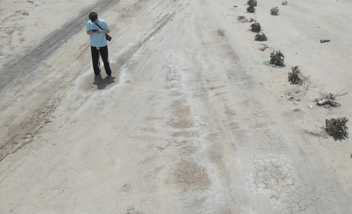 青島農大苜蓿科技小院沿黃調研，鹽堿地治理顯成效