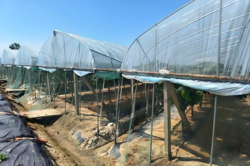 深入同大鎮葡萄園開展智慧農業專題調研