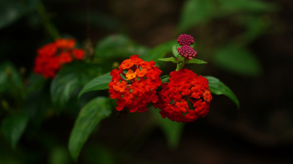 蘇大學子深入綠色調研 生物多樣性保護碩果豐