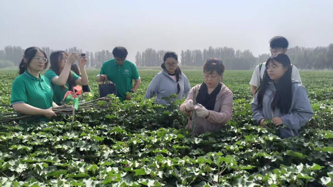 塔里木大學農學院“棉田守護，振興有我”科普服務團深入阿拉爾棉花試驗基地開展實踐研學