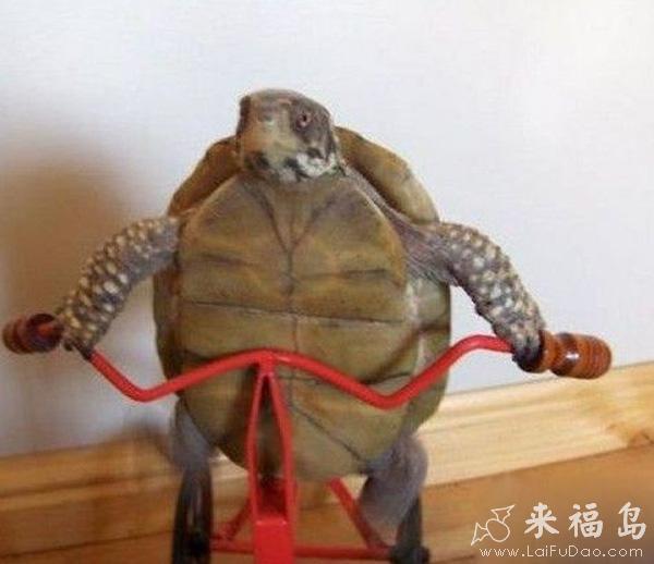 搞笑動物，各種動物笑噴圖