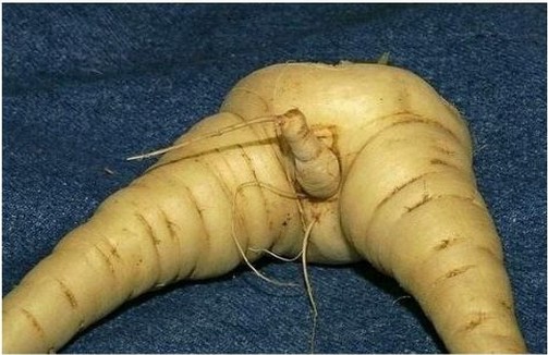 奇葩的植物，長得竟然如此純爺們