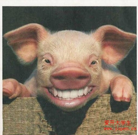 小豬也賣萌，秀出一排潔白的牙齒