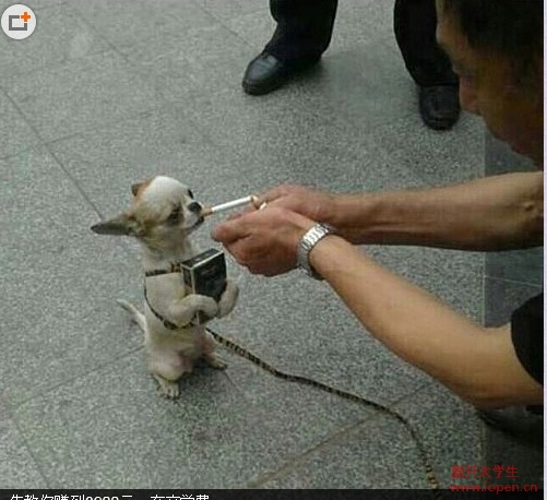 小伙伴用他的實際行動詮釋了什么叫愛護動物