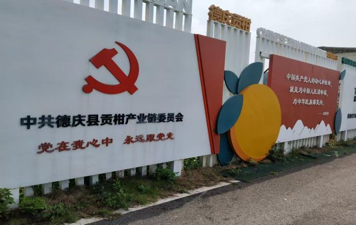 佛山大學“薪火之隊”深入德慶官圩鎮 調研貢柑產業助力“百千萬工程”