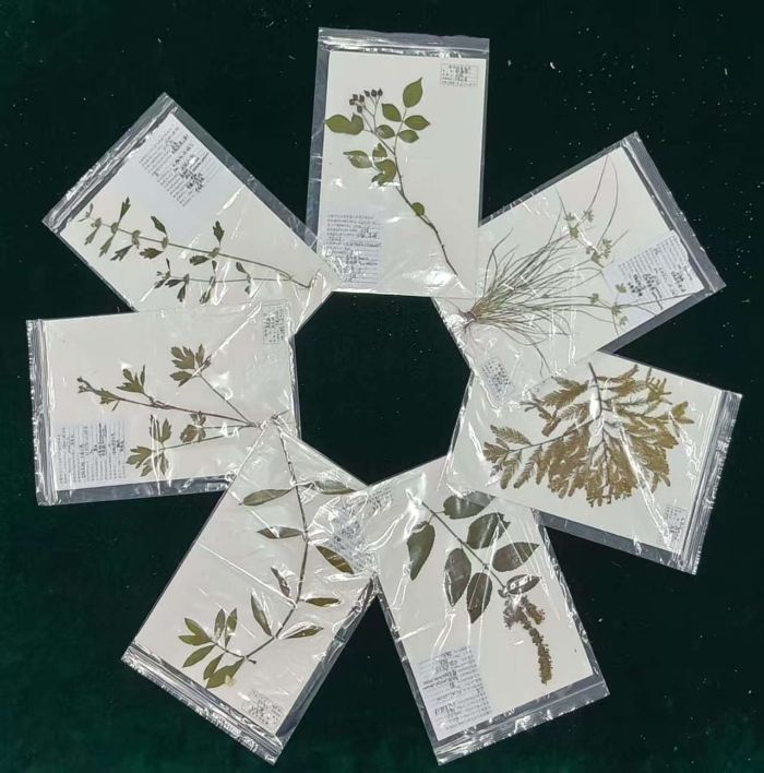 江灣物語，綠意凝華---“江灣物語”濕地植物生態調研與教育本科生實踐團隊植物標本制作圓滿收官