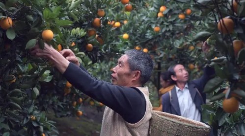 ? 無人機穿梭山鄉，秭歸橙香飄萬里