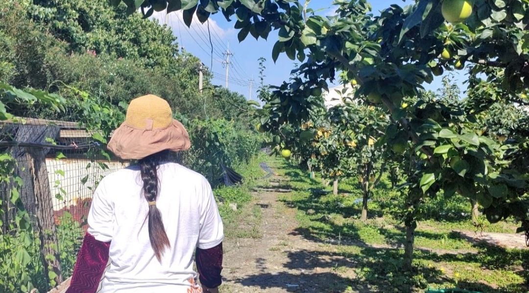 常熟理工學院開展“百果攜手，農(nóng)業(yè)共行”實踐活動