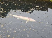 山東大學（威海）纖智未來調研團赴淄博市淄川區太河鎮城子虹鱒魚養殖場開展實地調研