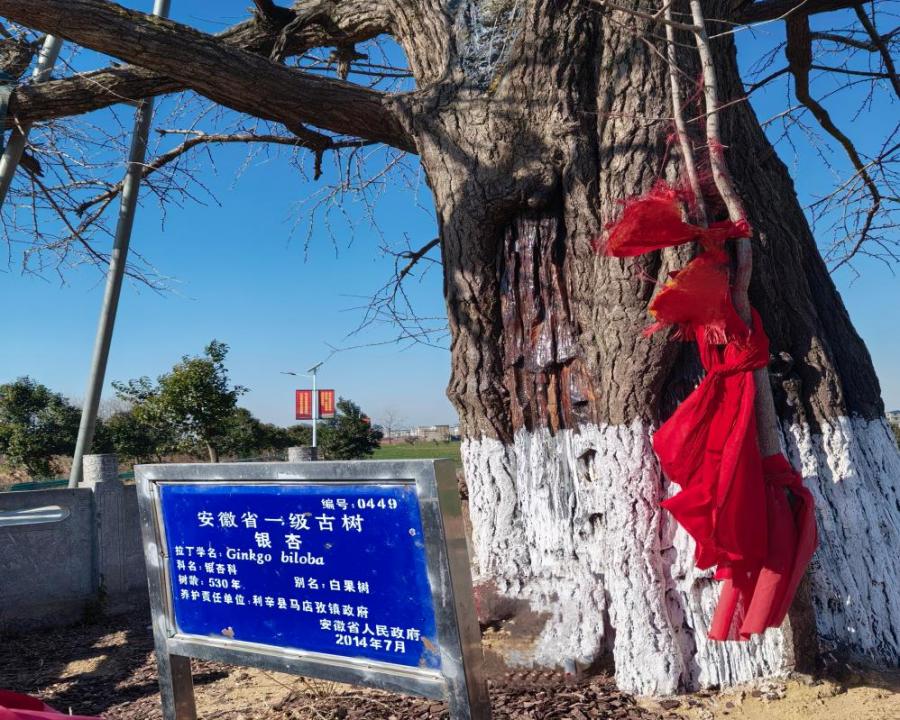 守護古銀杏，共繪馬店孜新畫卷：返鄉學子志愿者在行動