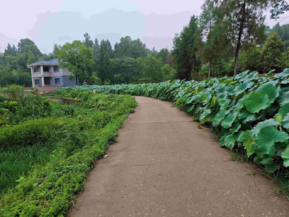 探訪達州石橋鎮馮家廟村支書，共謀鄉村振興新篇章