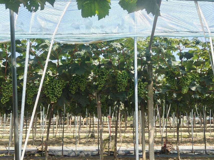 尋訪葡萄長廊，探索發展新途